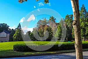 A stunning shot of gorgeous red and lush green autumn trees along the street with blue sky and clouds