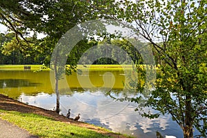 A stunning shot of a still silky green lake surrounded by lush green trees and lush green grass and plant with blue sky