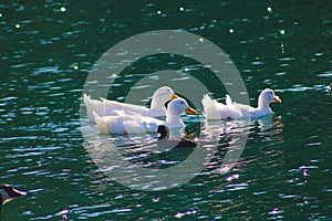 A stunning shot of three white ducks with orange beaks swimming across lush green lake water