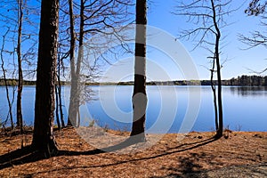 A stunning shot of the vast still blue lake water with lush green and bare tall slender pine trees