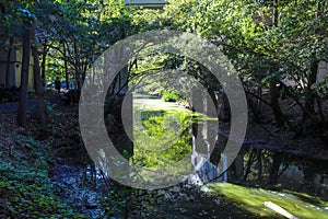 A stunning shot of water under a bridge surrounded by lush green trees reflecting off the water at Lennox Park