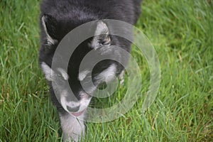 Stunning siberian husky puppy walking through grass