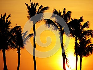 Stunning Silhouetted Palm Trees at Sunset Along the Water
