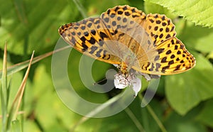 A stunning Silver-washed Fritillary Butterfly Argynnis paphia nectaring on a blackberry flower in woodland.