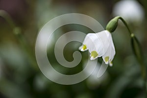 Stunning simple leucojum amaryllis snowbell dew drop amaryllidaceae flower in bloom