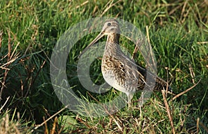 A stunning Snipe Gallinago gallinago standing at the waters edge on a small grassy mound. photo