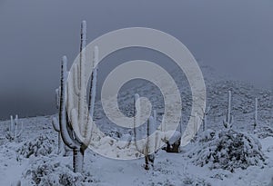 Stunning Snow Covered Saguaro Cactus in Arizona