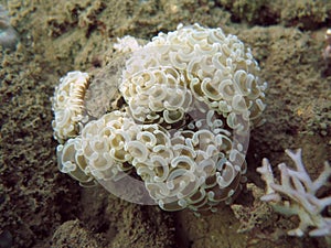 Stunning Soft Coral Around MPA GITANADA