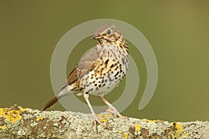 A stunning Song Thrush Turdus philomelos perched on a lichen covered branch.