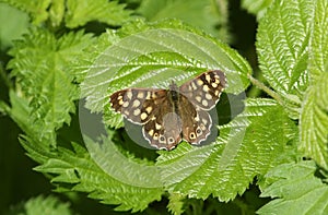 A stunning Speckled Wood butterfly Pararge aegeria perched on a leaf.