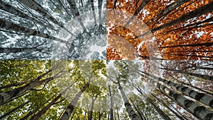 Four Seasons Forest Canopy