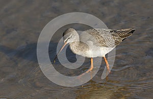 A stunning Spotted Redshank Tringa erythropus searching for food in a sea estuary.