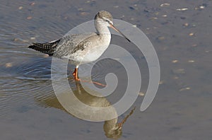 A stunning Spotted Redshank Tringa erythropus searching for food in a sea estuary.