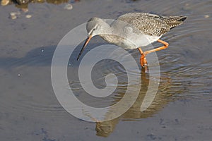 A stunning Spotted Redshank Tringa erythropus searching for food in a sea estuary.