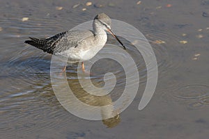 A stunning Spotted Redshank Tringa erythropus searching for food in a sea estuary.