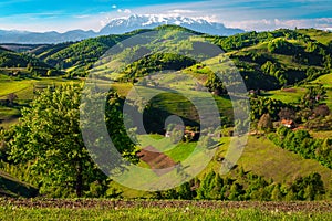 Spring landscape with green forest on the hills, Holbav, Romania