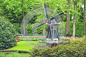 Stunning spring landscape, famous Keukenhof garden with colorful fresh tulips, flowers and Dutch windmill in background,