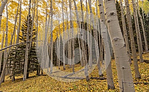 Stunning Stand Of Aspens At Fall Near Flagstaff, AZ