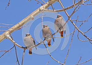 Stunning stock image of three waxwings on tree branch