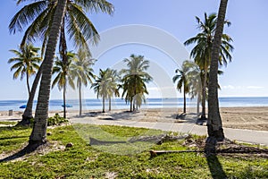 a stunning summer landscape at Crandon Park with blue ocean water, lush green palm trees and grass, benches and umbrellas