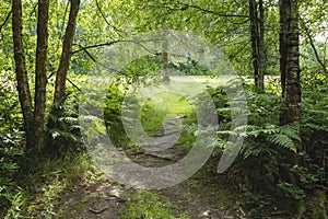 Stunning Summer landscape image of lush green forest trees and foliage in English countryside