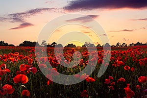 Stunning summer orange evening sunset over countryside poppy flower field full hundreds of wild bright vibrant natural red poppies