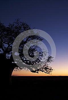 Stunning sunet under the boab tree