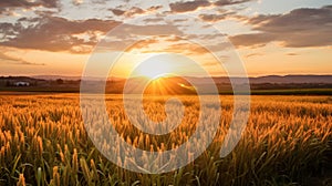 A stunning sunrise over a field of wheats