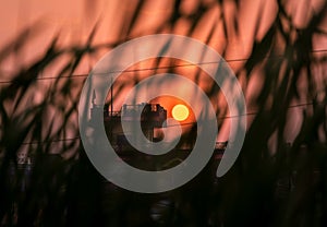Stunning Sunset against silhouetted cane grass. Bright orange sky with setting sun in the backdrop and cane grass dancing with the