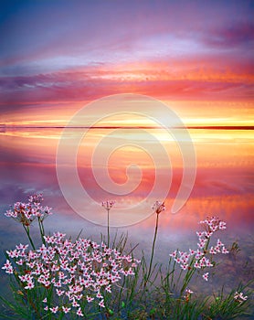 Stunning sunset on the lake with white wildflowers. Beautiful sunset over the river. Sunrise at lake. Inspirational calm sea with
