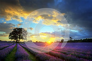 Stunning sunset over lavender fields photo