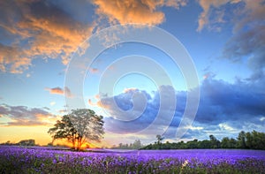 Stunning sunset over lavender fields