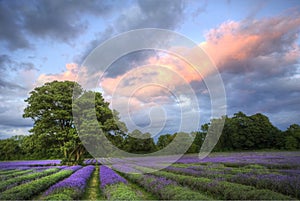 Impresionante atardecer a través de lavanda campo 