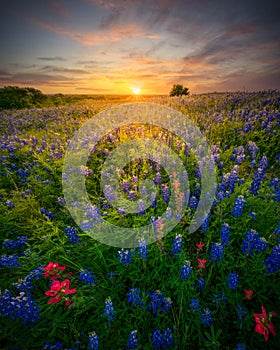 Stunning Sunset Over a Rural Texas Wildflower Field