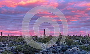 Stunning sunset with Saguaro cactus near Browns ranch trailhead in Scottsdale, Arizona