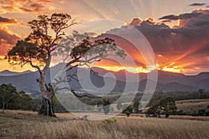 Stunning sunset sun setting behind tree, mountains rural Australia
