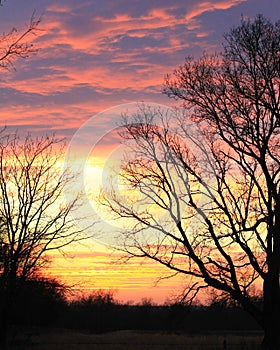 Stunning sunset with tree silhouette