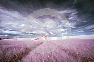 Stunning surreal false color infrared Summer landscape over agri