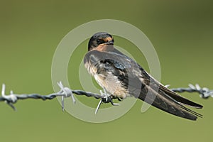 A stunning Swallow Hirundo rustica perched on a barbed wire fence.