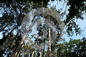 Stunning tall thin trees inside Trent park, clear blue sky above, Uk