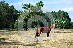 A stunning thoroughbred Bay horse grazing in a meadow in evening sunshine