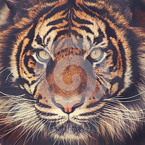 Stunning tiger face
