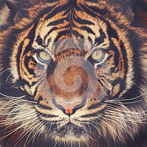 Stunning tiger face photo