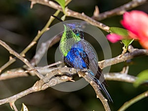 Crowned Woodnymph Thalurania colombica in Costa Rica photo