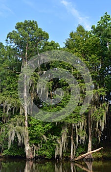 Stunning Trees and Spanish Moss Along the Riverbanks of Louisiana