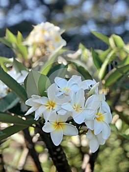 Stunning And Tropical Macro Close Shot Yellow And White Plumerias