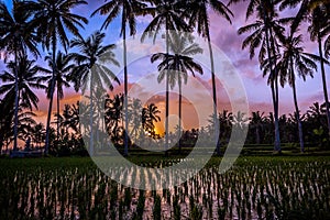 A stunning tropical stunning over palm trees and a rice field in Bali, Indonesia, Asia