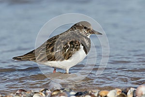 A stunning Turnstone Arenaria interpres searching for food along the shoreline at high tide on the Isle of Sheppey, Kent, UK.