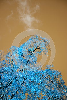 Stunning unusual false color tree and sky landscape