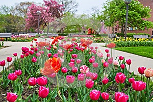 Stunning valentines day colors at spring tulip garden in Fort Wayne, Indiana